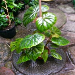 Begonia thorstonii 