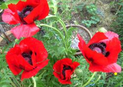 Riesenmohn dunkelrot