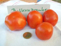 Tomatensamen  5 Sorten aussuchen