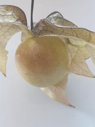 Physalis - Sternkirsche