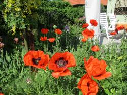 Staudenmohn riesig