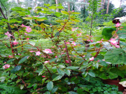 Begonia acutifolia