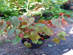 Begonia dietrichiana