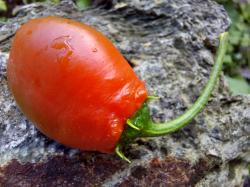 Rocoto Chili