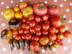 Tomatenauswahl 6x10 