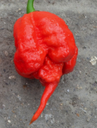 Chili Carolina Reaper (10x)