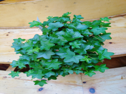 Efeublättrige Pelargonie  