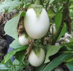 Aubergine Blanche ronde à œuf