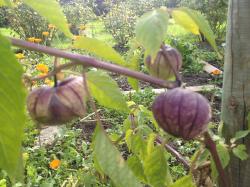 Tomatillo 