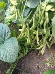 Edamame 'Hokkai Green' Gemüse-Sojabohne