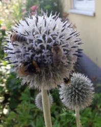 Kugeldistel weiss