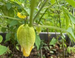 10 frische Samen Tomatillo Queen of Malinalco