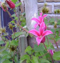 Clematis Princess of Wales 