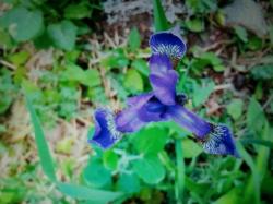 ** Pflaumen Iris **