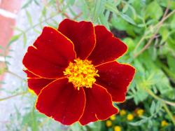 Linné-Tagetes