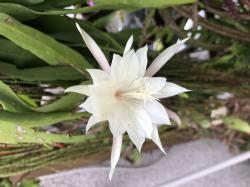 Epiphyllum pumilum 