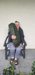 Riesen Zucchini XXXL Wettkampf 3+ Samen