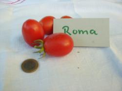 Tomatensamen "Roma"