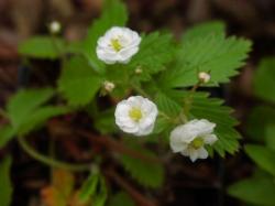 Walderdbeeren gefüllt blühend