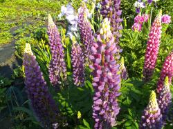 Lupine bunte Mischung