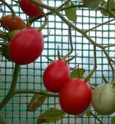 Tomate Mini San Marzano