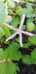 Campanula punctata pink octopus 