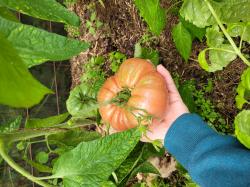 Tomate German Queen 