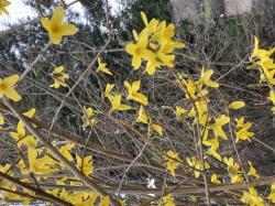 Forsythie, 10 Stecklinge oder 2 bewurzelte Pflanzen