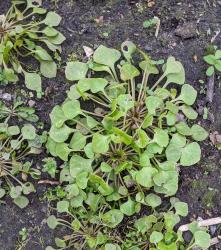 4 Jungpflanzen Winterportulak