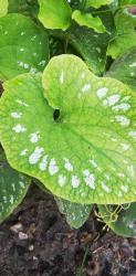 Brunnera macrophylla langtrees 