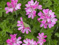 Duftpelargonie Pink Capitanum