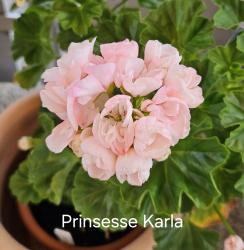 Pelargonie Prinsesse Karla + Avenida Mosaic Purple 