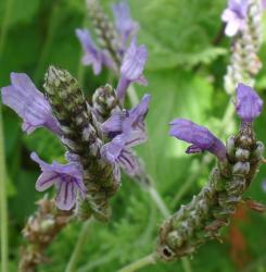 Kanarischer Lavendel