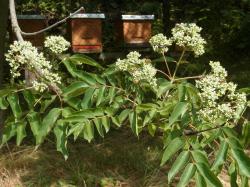 Bienenbaum / Tausendblütenstrauch /Honigesche.. "Z"