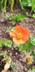 Geum coccineum 