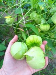 Tomatillo 'Cisineros'