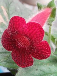 Kohleria "Strawberry fields"