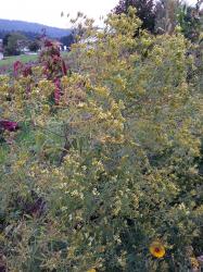 Gewürztagetes Huacatay