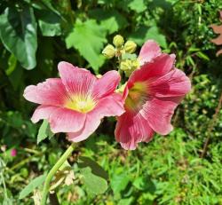 Stockrose (gelb-rosa)