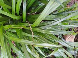 LIRIOPE LILIENTRAUBE blau