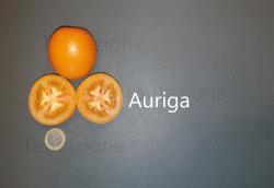 Tomate Auriga