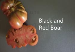Tomate Black and Red Boar