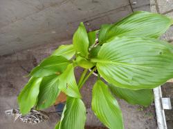 Hosta "Erromea"