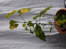 abutilon megapotamicum variegatum