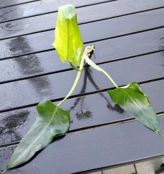 Philodendron ?