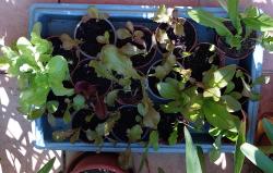 Salatjungpflanzen 
