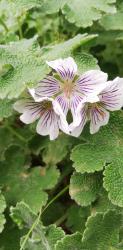 Geranium renardii