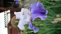 Iris barbata elatior Ride The Wind