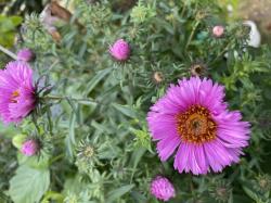 Raubblatt-Aster 