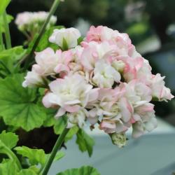 Rosenpelargonie